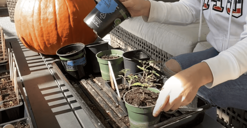 Transplanting tomato plants